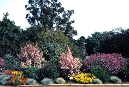 Water Conserving Garden