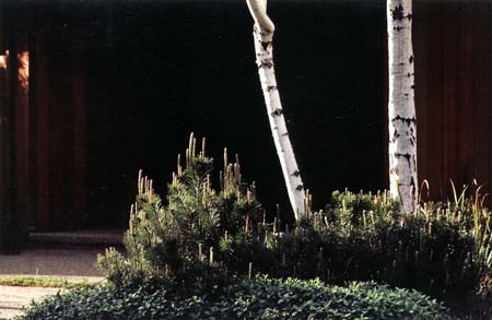 Landscaping in Los Altos