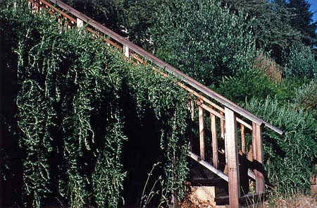 Herbs for Water Savings