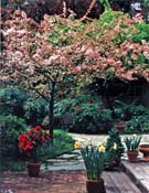 Flowering Crabapple Lanscar Idea