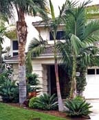 Tropical Garden Design in Del Mar Heights